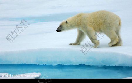 冰川狗熊图片