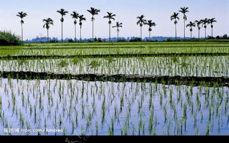 台湾池上水稻田图片