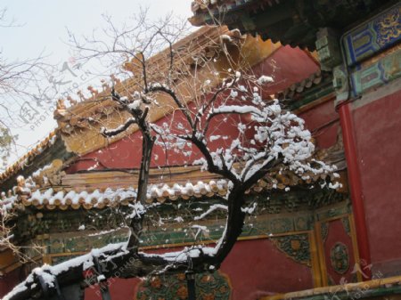 故宫雪景图片
