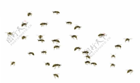 黄蜂群图片