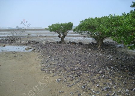 湛江海边红树林非高清图片