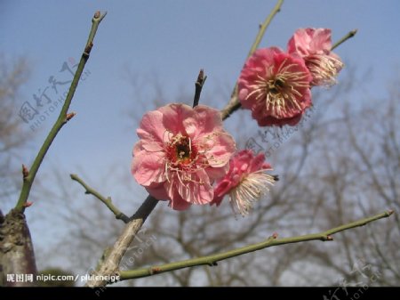 梅花图片