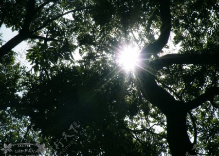 光线穿透树枝图片