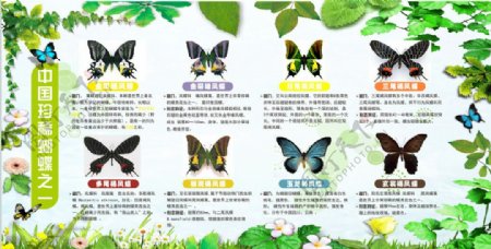 蝴蝶展板设计图片