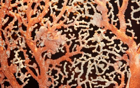 台湾珍宝红珊瑚图片