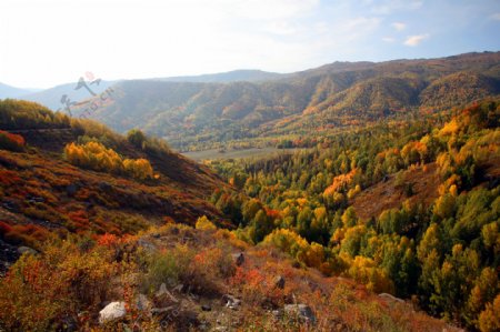 新疆的秋天4图片