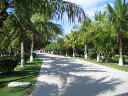 海南椰树小道图片