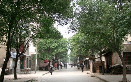 街道绿树成荫小区图片