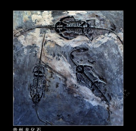 贵州龙化石图片
