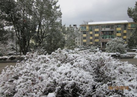 雪景白雪雪树树上的雪图片