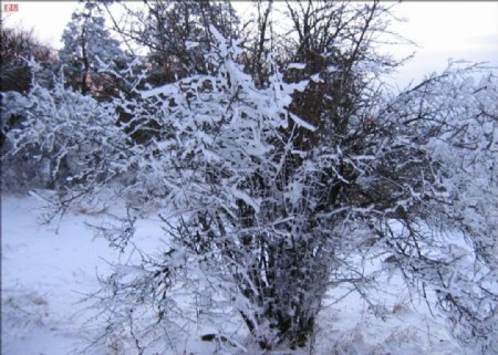 花萼山之冬图片