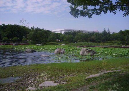 四川大学江安校区明远湖畔图片