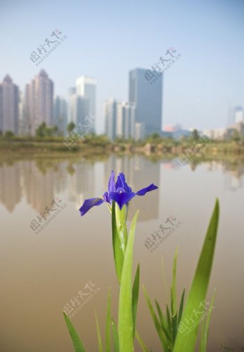 湖边的花朵鸢尾花图片