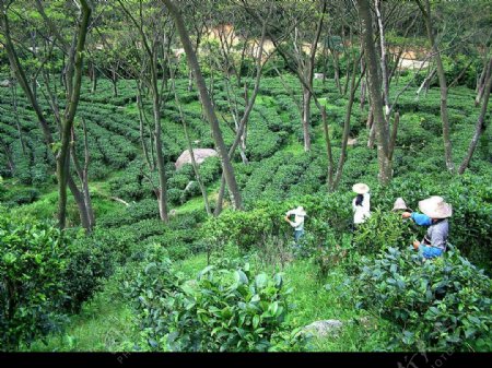 摘茶叶的季节图片