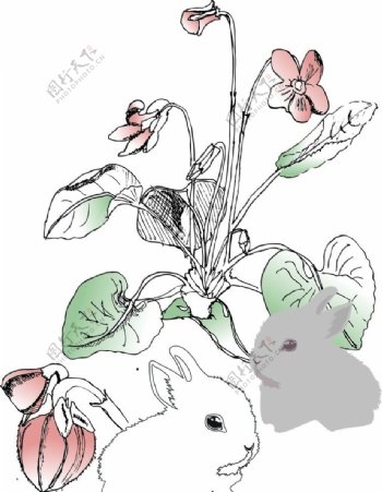 小兔子植物图片