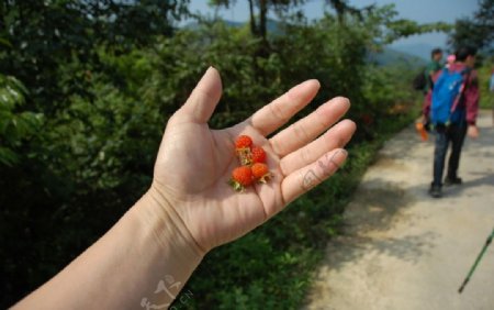 野山莓图片