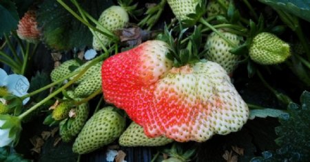 草莓园红草莓图片