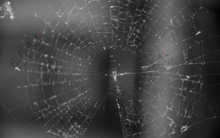 老城区的蜘蛛网图片