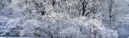 雪树林图片