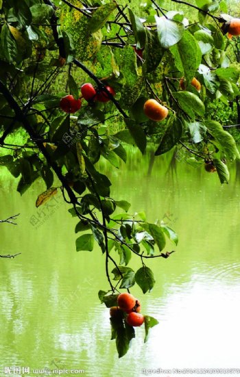 溪边柿图片