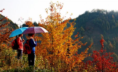 三堡高原红枫图片