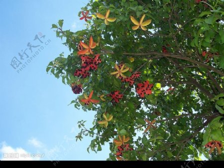 海南文笔峰海星树图片