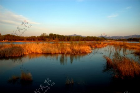 金色湖光图片
