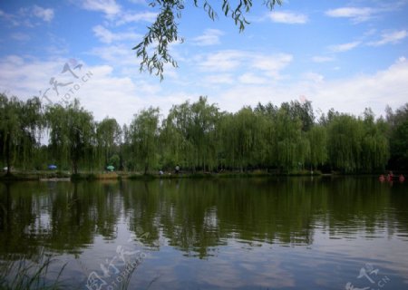 柳林湖风光图片