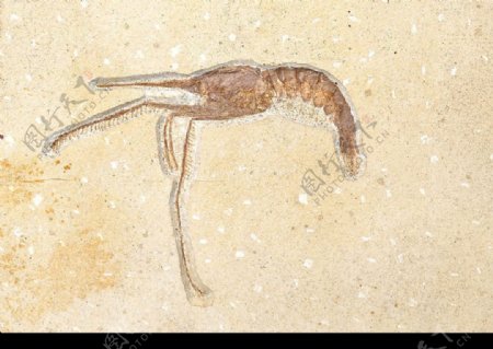 化石龙虾图片