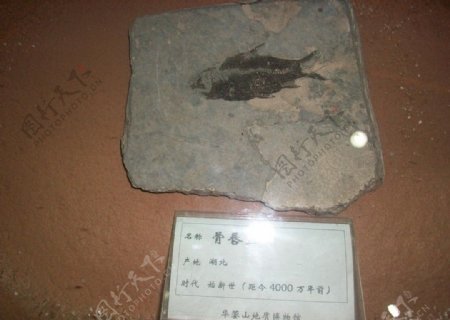 骨唇鱼化石图片