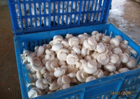 双孢蘑菇图片