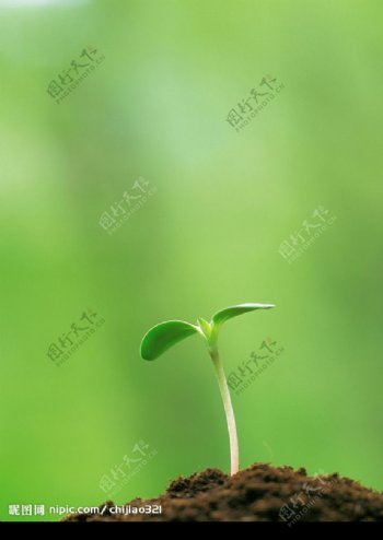 植物嫩芽图片