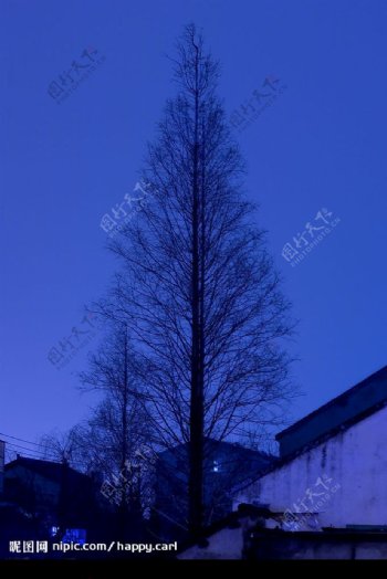 夜空树韵律图片