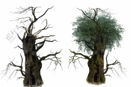 3D大树素材图片