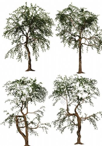 3D树素材图片