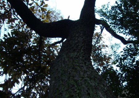 宏村的大树图片