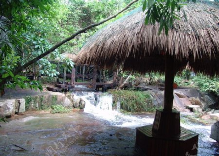热带雨林桥与亭图片