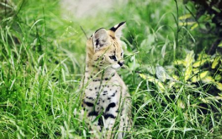 秦皇岛野生动物园薮猫图片