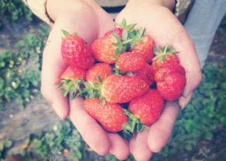 爱心草莓图片