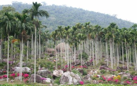 槟榔园景区图片