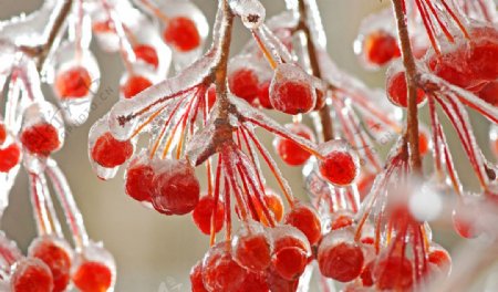 结冰的红果子图片