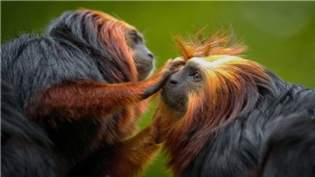 红毛猩猩图片