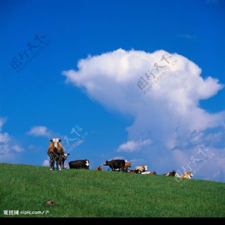 蓝天下的牛群图片