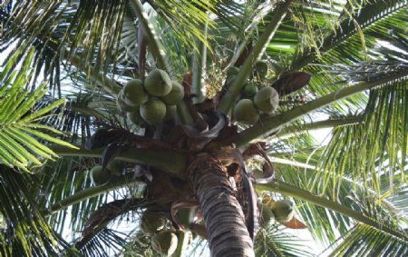 椰树椰子图片