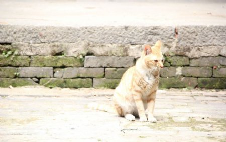 小野猫图片