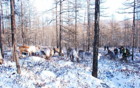 冬季猎民点的驯鹿图片