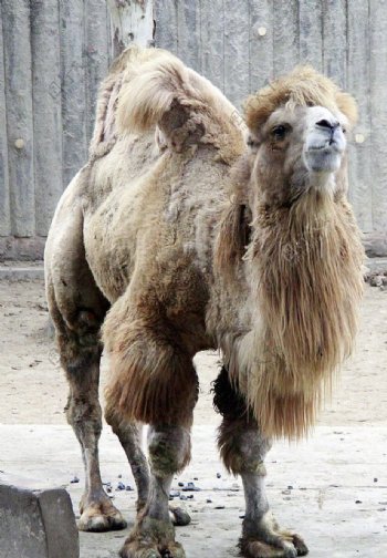 骆驼动物野生动物图片