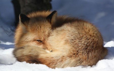 狐狸动物摄影图片