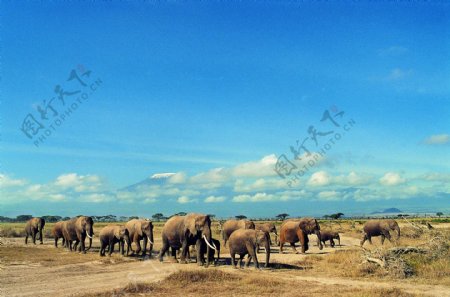 象群迁徙图片