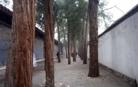 颐和园的古树图片